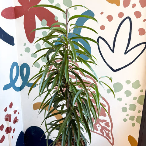 Ficus binnendiijkii 'Alii' - Long Leafed Fig - Sprouts of Bristol