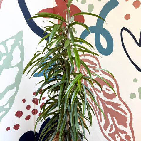 Ficus binnendiijkii 'Alii' - Long Leafed Fig - Sprouts of Bristol