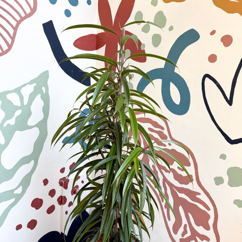 Ficus binnendiijkii 'Alii' - Long Leafed Fig - Sprouts of Bristol