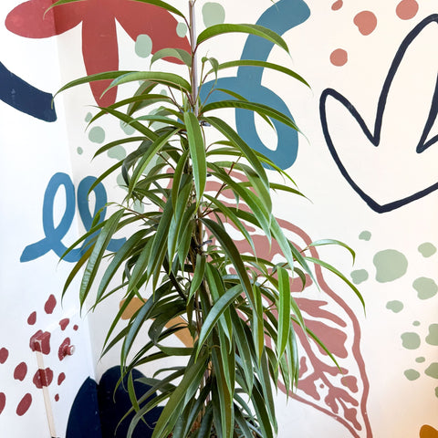 Ficus binnendiijkii 'Alii' - Long Leafed Fig - Sprouts of Bristol