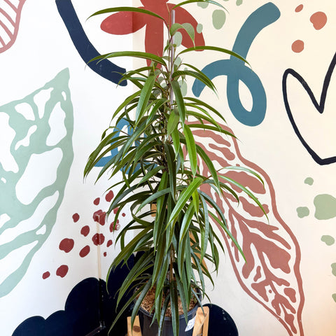 Ficus binnendiijkii 'Alii' - Long Leafed Fig - Sprouts of Bristol