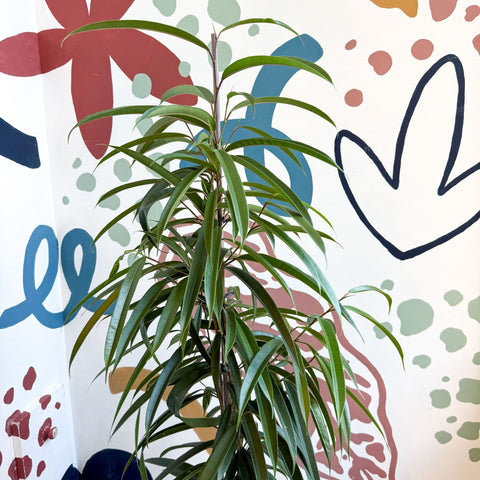 Ficus binnendiijkii 'Alii' - Long Leafed Fig - Sprouts of Bristol