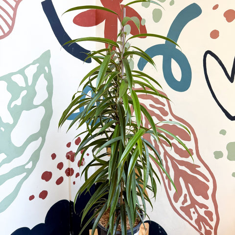 Ficus binnendiijkii 'Alii' - Long Leafed Fig - Sprouts of Bristol