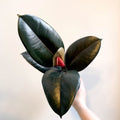 Ficus elastica 'Abidjan' - Burgundy Rubber Plant - Sprouts of Bristol