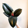 Ficus elastica 'Abidjan' - Burgundy Rubber Plant - Sprouts of Bristol