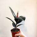 Ficus elastica 'Abidjan' - Burgundy Rubber Plant - Sprouts of Bristol