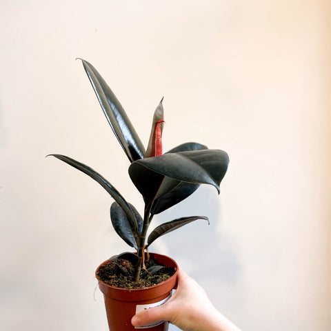 Ficus elastica 'Abidjan' - Burgundy Rubber Plant - Sprouts of Bristol