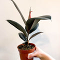 Ficus elastica 'Abidjan' - Burgundy Rubber Plant - Sprouts of Bristol