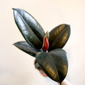 Ficus elastica 'Abidjan' - Burgundy Rubber Plant - Sprouts of Bristol