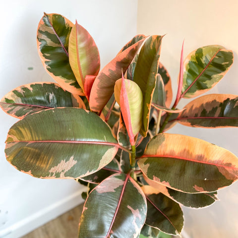 Ficus elastica 'Belize' - Variegated Rubber Tree - Sprouts of Bristol