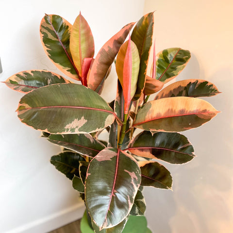 Ficus elastica 'Belize' - Variegated Rubber Tree - Sprouts of Bristol