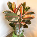 Ficus elastica 'Belize' - Variegated Rubber Tree - Sprouts of Bristol