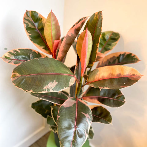 rubber tree belize Ficus elastica 'Belize'
