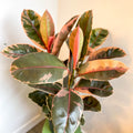 Ficus elastica 'Belize' - Variegated Rubber Tree - Sprouts of Bristol