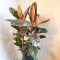 Ficus elastica 'Belize' - Variegated Rubber Tree - Sprouts of Bristol