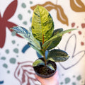 Ficus elastica 'Shivereana' - Moonshine Rubber Tree - Sprouts of Bristol