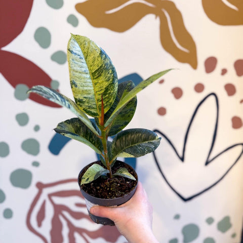 moonshine rubber tree Ficus elastica 'Shivereana'