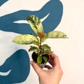 Ficus elastica 'Shivereana' - Moonshine Rubber Tree - Sprouts of Bristol