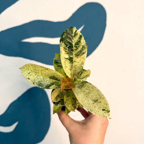 Ficus elastica 'Shivereana' - Moonshine Rubber Tree - Sprouts of Bristol