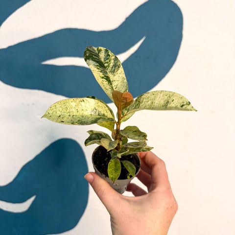 Ficus elastica 'Shivereana' - Moonshine Rubber Tree - Sprouts of Bristol
