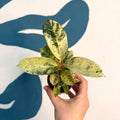 Ficus elastica 'Shivereana' - Moonshine Rubber Tree - Sprouts of Bristol