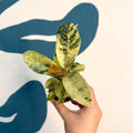 Ficus elastica 'Shivereana' - Moonshine Rubber Tree - Sprouts of Bristol