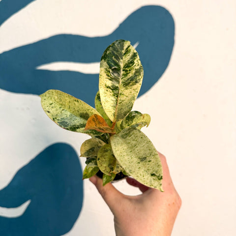 Ficus elastica 'Shivereana' - Moonshine Rubber Tree - Sprouts of Bristol