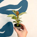 Ficus elastica 'Shivereana' - Moonshine Rubber Tree - Sprouts of Bristol