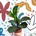 Ficus lyrata - Fiddle - Leaf Fig - Sprouts of Bristol