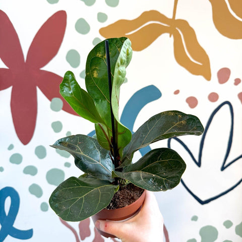 Ficus lyrata - Fiddle - Leaf Fig - Sprouts of Bristol