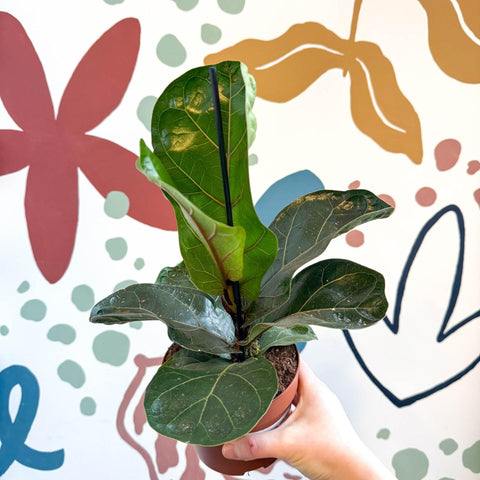 Ficus lyrata - Fiddle - Leaf Fig - Sprouts of Bristol