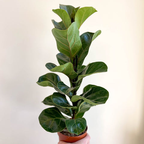 Ficus lyrata - Fiddle - Leaf Fig - Sprouts of Bristol