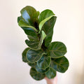 Ficus lyrata - Fiddle - Leaf Fig - Sprouts of Bristol