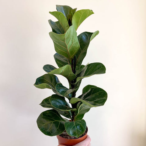 Ficus lyrata - Fiddle - Leaf Fig - Sprouts of Bristol