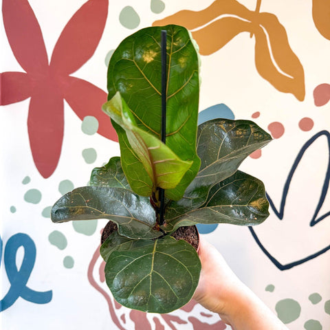 Ficus lyrata - Fiddle - Leaf Fig - Sprouts of Bristol