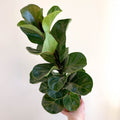 Ficus lyrata - Fiddle - Leaf Fig - Sprouts of Bristol