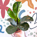 Ficus lyrata - Fiddle - Leaf Fig - Sprouts of Bristol