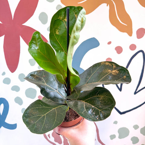 Ficus lyrata - Fiddle - Leaf Fig - Sprouts of Bristol