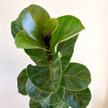 Ficus lyrata - Fiddle - Leaf Fig - Sprouts of Bristol