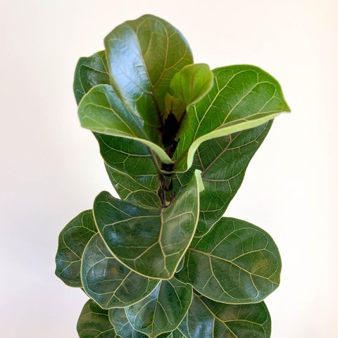 Ficus lyrata - Fiddle - Leaf Fig - Sprouts of Bristol