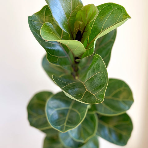 Ficus lyrata - Fiddle - Leaf Fig - Sprouts of Bristol