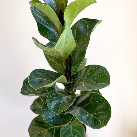 Ficus lyrata - Fiddle - Leaf Fig - Sprouts of Bristol