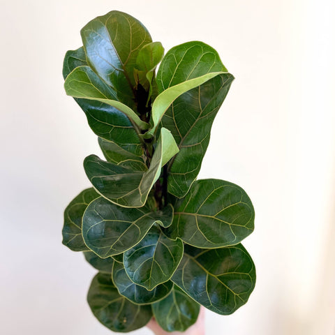 Ficus lyrata - Fiddle - Leaf Fig - Sprouts of Bristol