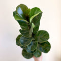 Ficus lyrata - Fiddle - Leaf Fig - Sprouts of Bristol