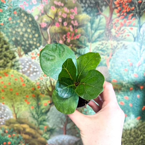 fiddle leaf fig plant uk Ficus lyrata