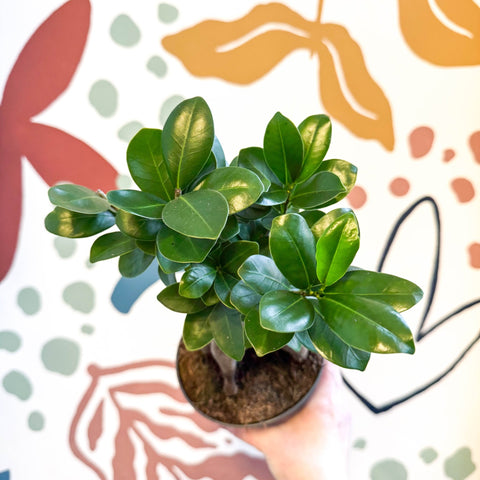 Ficus microcarpa 'Ginseng' - Ginseng Bonsai - Sprouts of Bristol