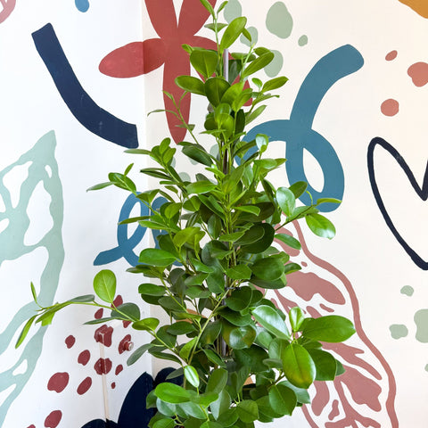 Ficus microcarpa ‘Moclame’ – Indian Laurel Fig - Sprouts of Bristol