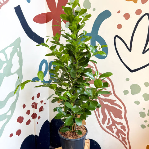 Ficus microcarpa ‘Moclame’ – Indian Laurel Fig - Sprouts of Bristol