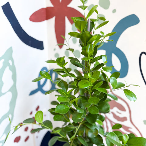 Ficus microcarpa ‘Moclame’ – Indian Laurel Fig - Sprouts of Bristol