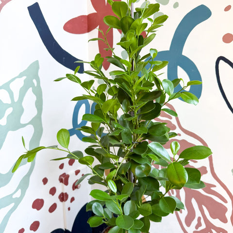 Ficus microcarpa ‘Moclame’ – Indian Laurel Fig - Sprouts of Bristol